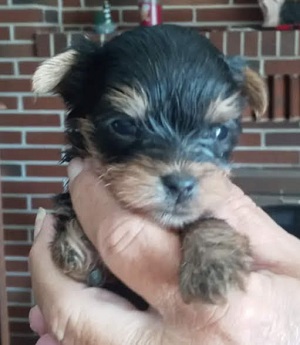 Yorkie Puppy