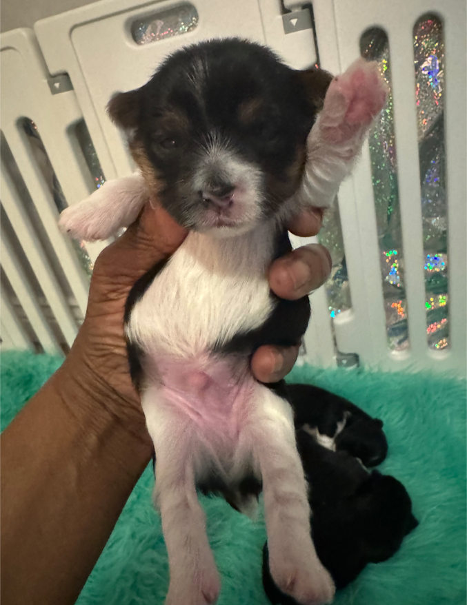 Yorkie Pup For Sale