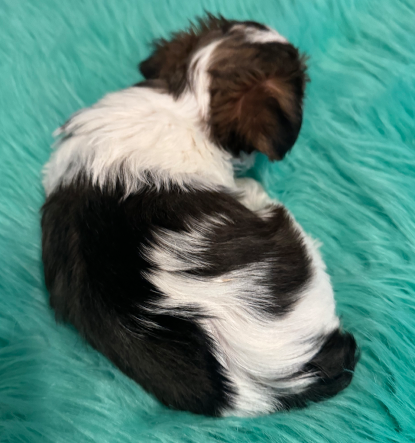 Yorkie Pup For Sale
