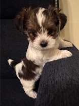 Yorkie Pup For Sale