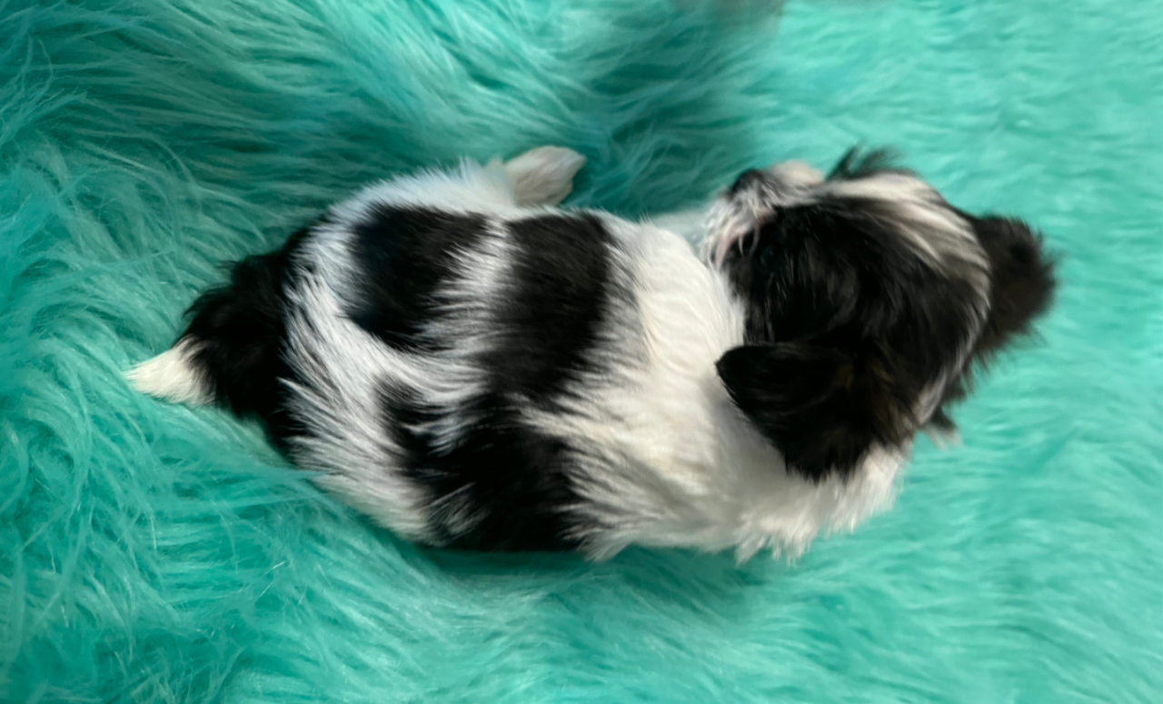 Yorkie Pup For Sale