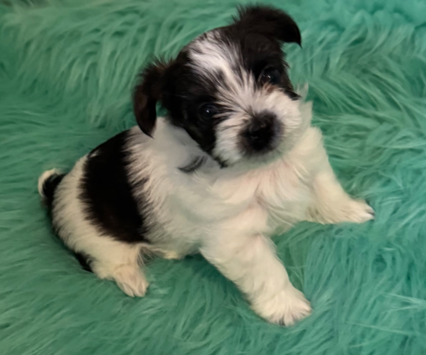 Yorkie Pup For Sale