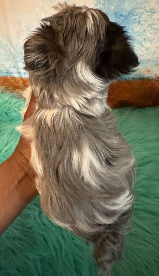 Yorkie Pup For Sale