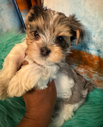 Yorkie Pup For Sale