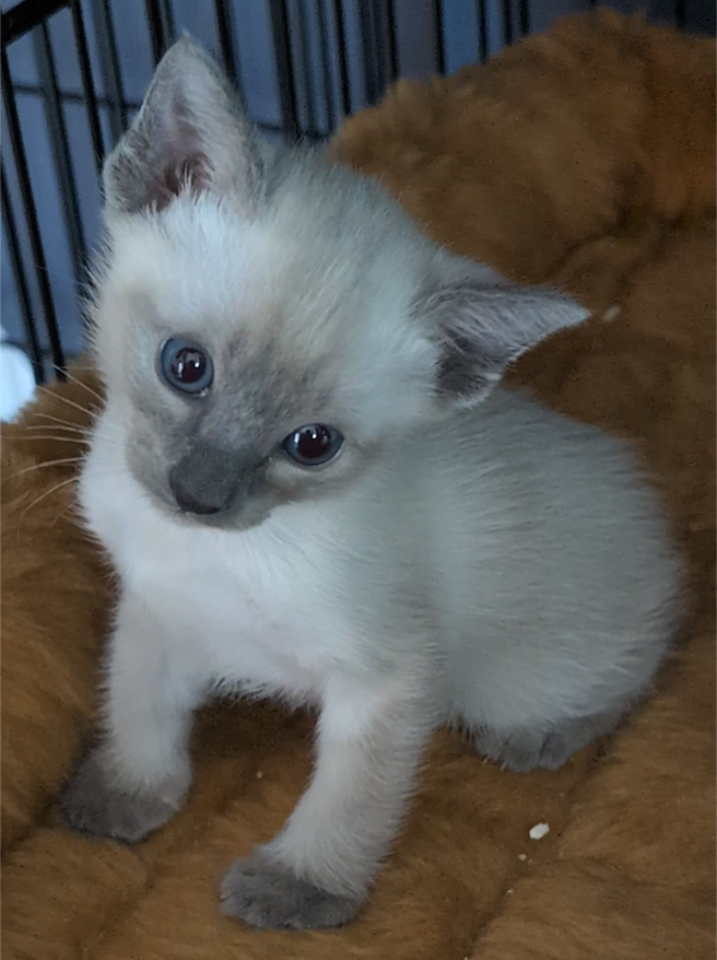 SweetSiamese.com